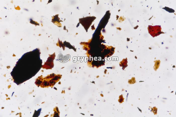 Houille x25 - gryphea.org